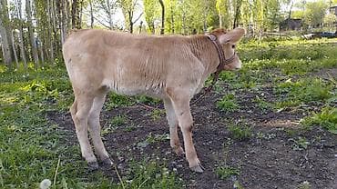 сколько стоит жеребёнок: Продаю | Тёлка | Для молока — 1