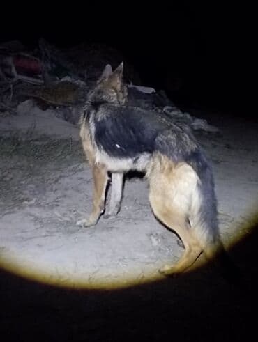 Вязка собак: Немецкая овчарка, классический окрас (чёрно‑рыжий, седло), прямые уши — 3