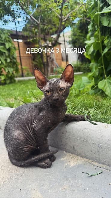 голая кошка девочка: 🐾 Ищем самые заботливые и любящие семьи для наших котят 🐾 В продаже — 4
