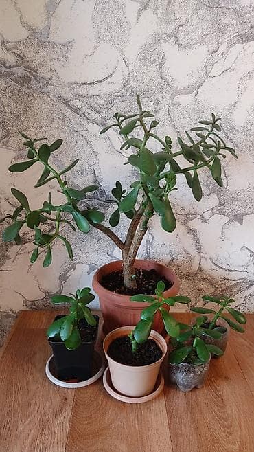 Продаю комнатные растения:,сцендапсус.,сансвиерия 250 сом,толстянка