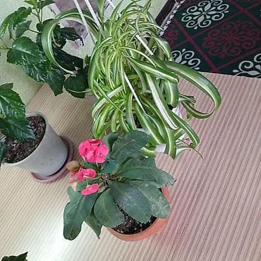 комнатная роза: Хлорофитум и гибискус (китайская роза) в горшках - Хлорофитум — 7