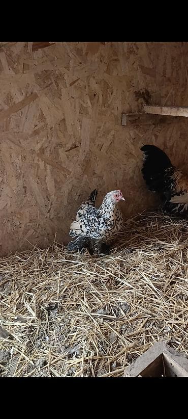 мал алам: Продаю | Куры | Для разведения — 3
