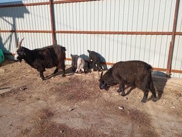 королевский док: Продаю | Коза (самка) | Для разведения | Котные — 4