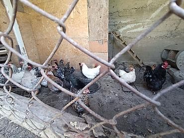 белый кролик: Продаю | Куры | Домашняя | Несушки — 4
