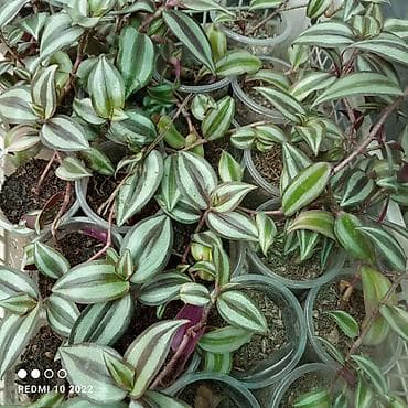 детки бегонии: Комнатные растения — сорта и черенки 1) Сенполия (фиалка) махровая, с — 2