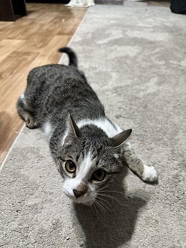 манчкин котенок купить: Беспородная, 5 месяцев, Мальчик, Биколор — 3
