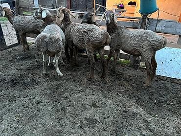 кролики декоративные купить: Продаю | Баран (самец) | Для разведения | Племенные — 2