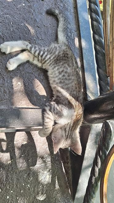 кошки манчкины: Котёнок серо-тигрового окраса - Окрас: серый табби с контрастными — 2