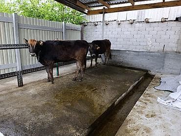 Үй жаныбарлары: Сатам | Кунаажын | Аргын | Бордоп семиртүү үчүн | Байланган — 1