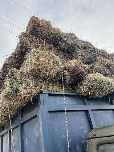 Собаки: Сено в тюках (разные тюки: рулонные и прямоугольные). Загрузка на — 3