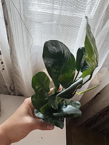 сколько стоит кактус в горшке: Анубиас для аквариума (Anubias) в пластиковом стаканчике Живое — 3