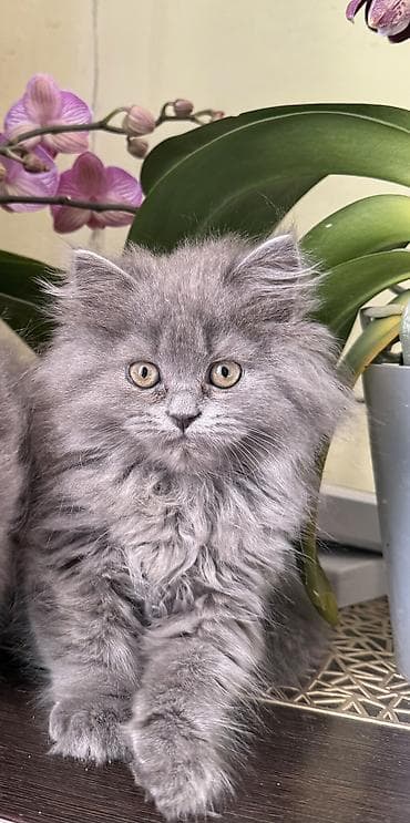 вязка скотиш страйт: Продаю котенка шотландской породы помесь с британцем Котенку 2 — 1