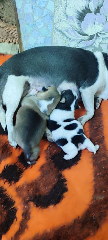 продажа щенков немецкой овчарки в бишкеке с документами: Готовятся к продаже щенки, 2 девочки — 3