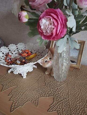 бархатные котята: Пристраивается рыжулькин. Мальчишечка. Здесь мы несчастные после — 7