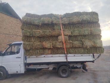 той пудель собака: 1 укос беде чоп аралаш метровый плотный — 1