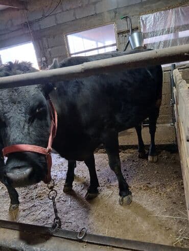 домик для хомяка: Продаю | Музоо, торпок | На откорм | Привязанные — 9