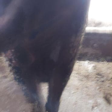кролики гигант: Продаю | Корова (самка) | Для разведения | Стельные — 6
