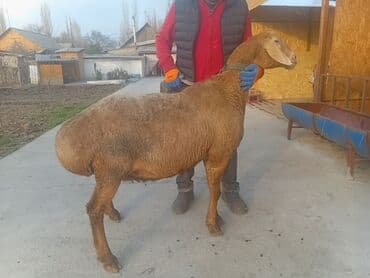 купить восточно европейскую овчарку: Продаю | Овца (самка) | Арашан | Для разведения | Матка — 14