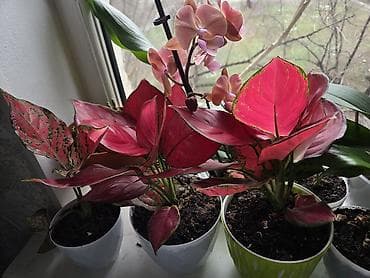 Лимоны: Комнатные растения в горшках: 1) Фикус (Ficus elastica — 1