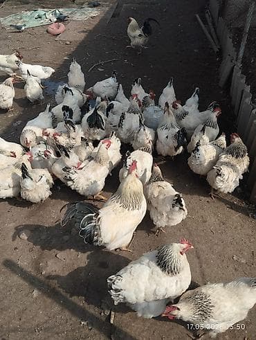 Башка жаныбарлар: Сатам | Тооктор | Суссекс | Көбөйтүү үчүн — 3