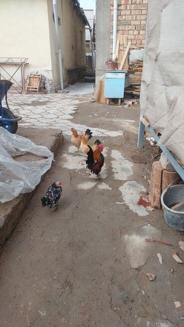 оборудование для корма: Продаю | Куры | Для разведения — 6