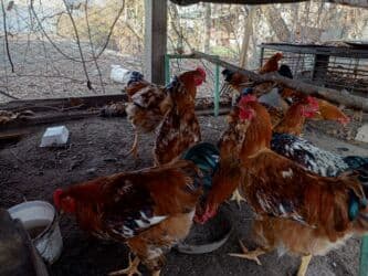 цена яйца: Продаю молодых петухов, 6 месяцев. Цена: 500сом за каждого (без торга — 1