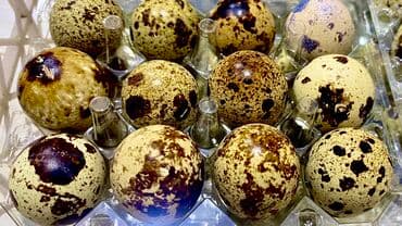 двух яросный кровать: Перепелиные яйца в Караколе 1 лоток 70 сом (12шт) Поставка в — 2