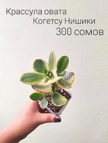 Үй жана бакча: 🌿 Комнатные цветы (укоренённые черенки/молодые растения/взрослые — 5