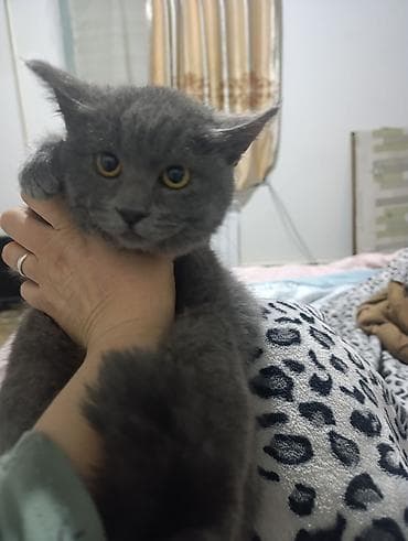 Вязка кошек: Британский короткошёрстный котёнок, окрас голубой (плюшевый серый) — 4