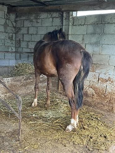 рабочий конь: Продаю | Жеребец | Конный спорт — 3