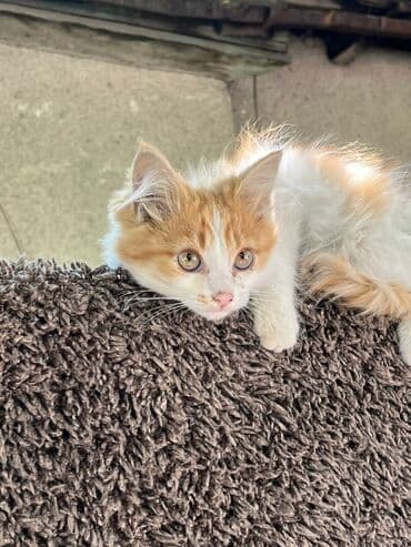 carters для мальчика: Беспородная, 2 месяца, Мальчик, Биколор, Приучена к лотку — 1