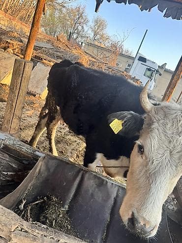 продаю породистых коров: Продаю | Корова (самка) | Герефорд, Швицкая, Симментальская | Для разведения | Привязанные — 1