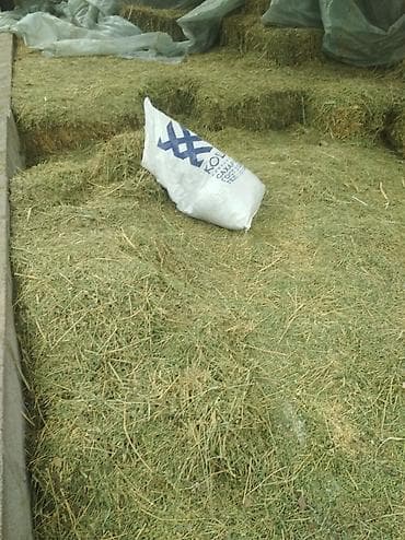 ячмень тюк: Продаю🍀клевер, тюки порванные лежат россыпью, есть 20 тюков по 250 — 1