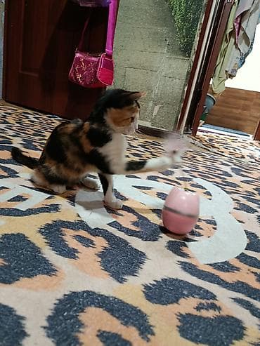 бенгал кошка цена: Кошка даром: Бенгальская, 2 месяца, Девочка — 2