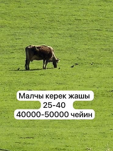 агро мир: Вакансия: пастух (малчы) Требуется пастух для выпаса крупного — 1