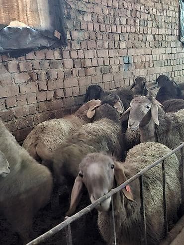 Аквариумы: Продаю | Овца (самка) | Для разведения | Матка — 2