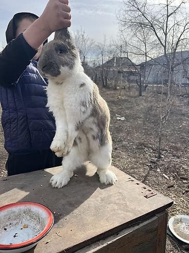 кошки донской сфинкс: Французский
баран 10 месяцев вес шесть кг отвечает 24/7 — 5