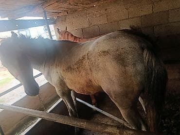 Животные: Продаю | Конь (самец) | На забой — 3