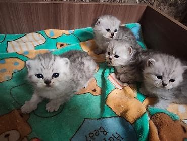 Продажа кошек: Готовы к раннему бронированию Котята серебристого окраса (шотландского — 1