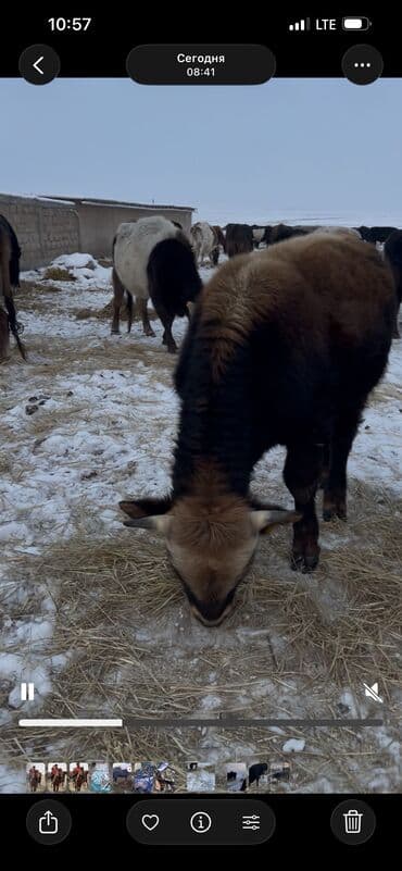 аксессуары для животных: Продаю | Бык (самец) | Полукровка, Абердин-ангус | На откорм, Для разведения | Племенные — 9