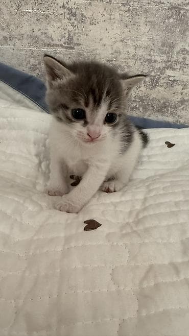 котята сиамской кошки: Кошка даром: Беспородная, 1 месяц, Девочка, Приучена к лотку — 5