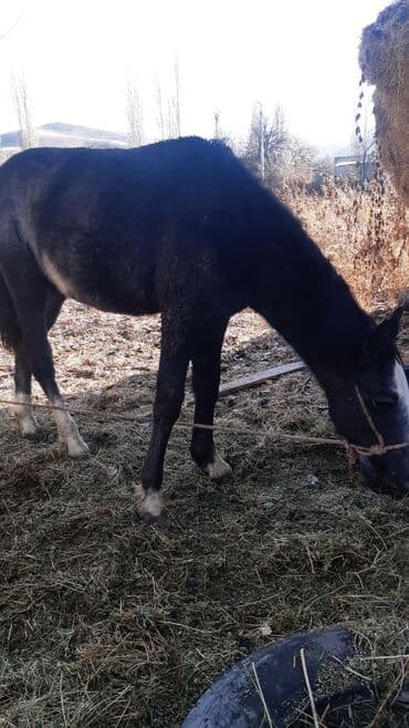 купить щенка породы хмонг: Продаю | Конь (самец) | Конный спорт — 9