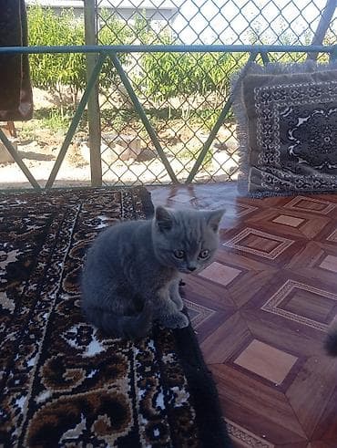 кошки на обувь: Шотландские котята скоттиш серого окраса, осталось 1 катенок - — 8