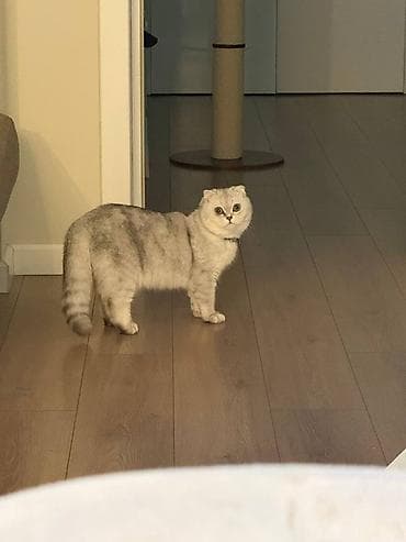 ящик сатылат: Продается котик 1 год Привитый, Проглистованный, Кастрированный — 3