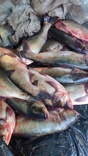 австралийский рак: Толстолоб оптом размер 2-3кг цена от 160-220с кг — 2