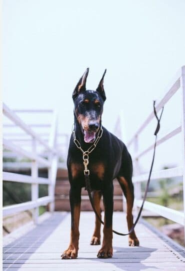 Доберман, 6 месяцев, Самка