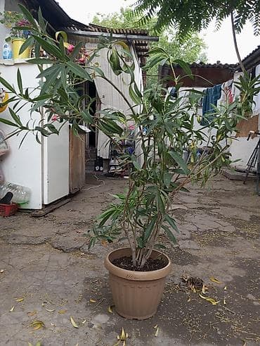 ph down: Олеандр в горшке - Крупный кустарник в пластиковом кашпо, высота — 2