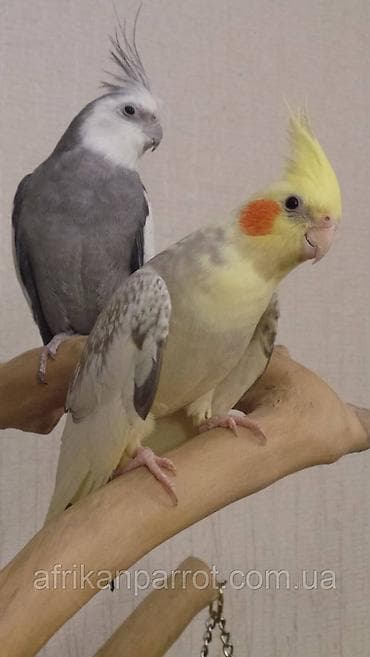 купить кур несушек на птицефабрике: Приму в дар попугаев . буду очень благодарен . приеду сам — 1