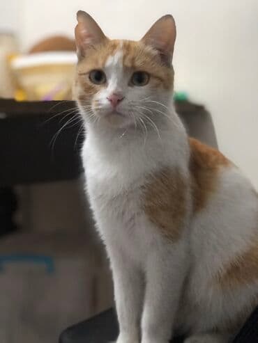 домашние кошки: Кошка даром: Беспородная, 2 года, Девочка, С прививками, Приучена к лотку, Проглистована — 2