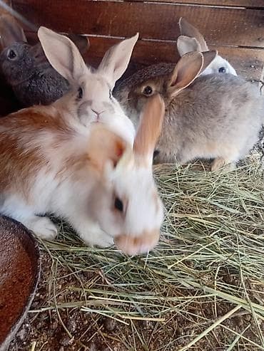 аары ящик: Сатам | Коендун бөжөктөрү | Декоративдик | Көбөйтүү үчүн — 3